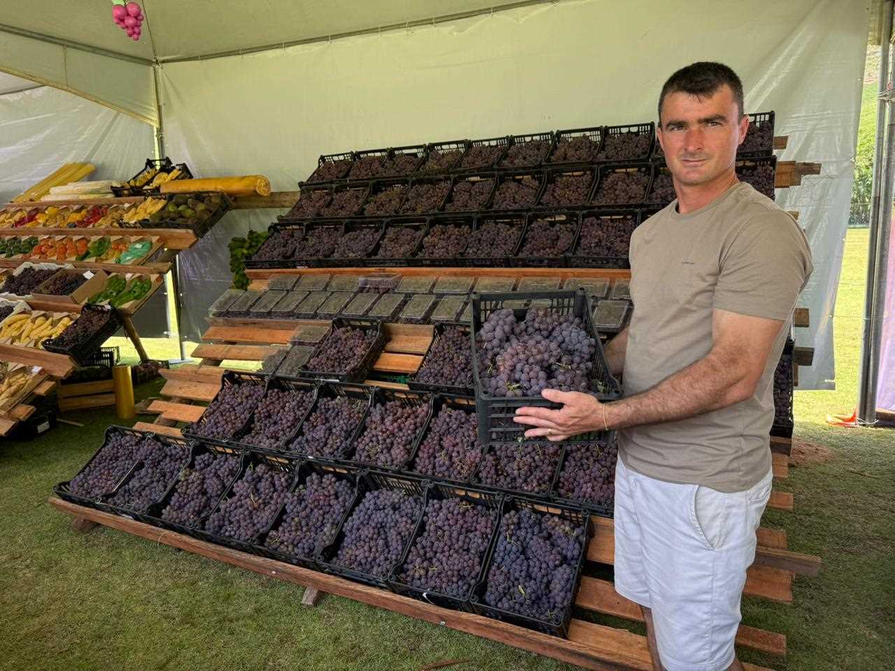 Leia mais sobre o artigo Duas toneladas de uva serão comercializadas durante festival em Alfredo Chaves