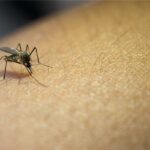 Casos de dengue aumentam e Prefeitura reforça alerta à população