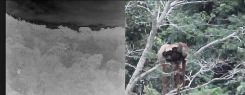 Leia mais sobre o artigo Registro raro de família de macacos guigós reforça importância do Monumento Natural Estadual Serra das Torres para a conservação da fauna