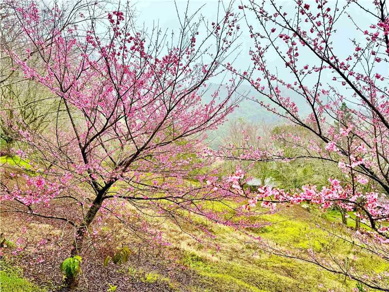 Leia mais sobre o artigo Circuito das Cerejeiras reúne sabores, paisagens e experiências até o Bosque das flores