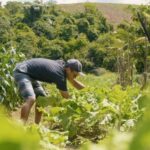 Prefeitura publica Edital de Chamamento Público para compra de alimentos da agricultura familiar